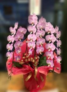 ピンクコチョウラン鉢と白・グリーン系アレンジメント|「桜井花店」　（広島県広島市中区の花屋）のブログ